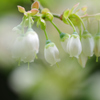 ブルーベリーの花