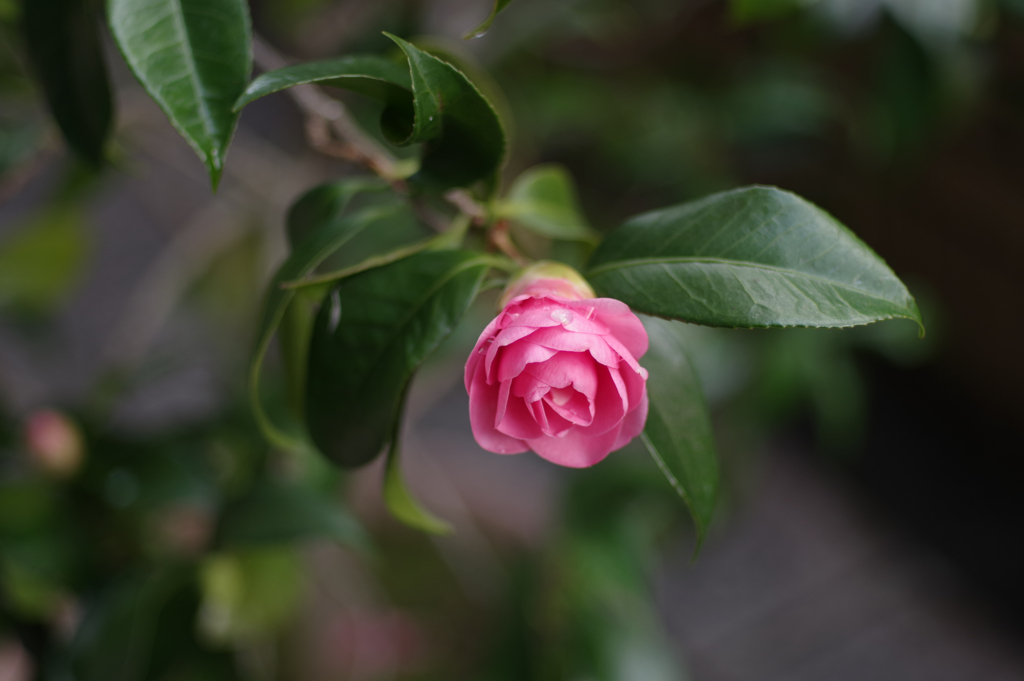 菱唐糸 開花前