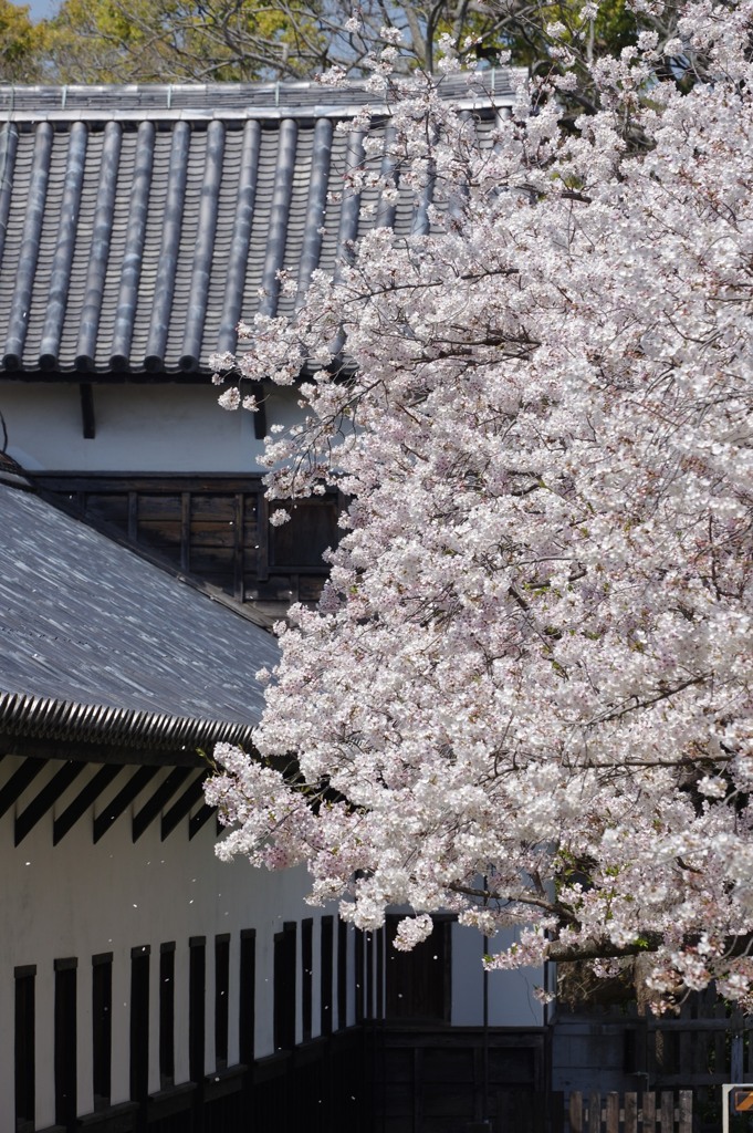 多聞櫓と桜 ②