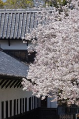 多聞櫓と桜 ②