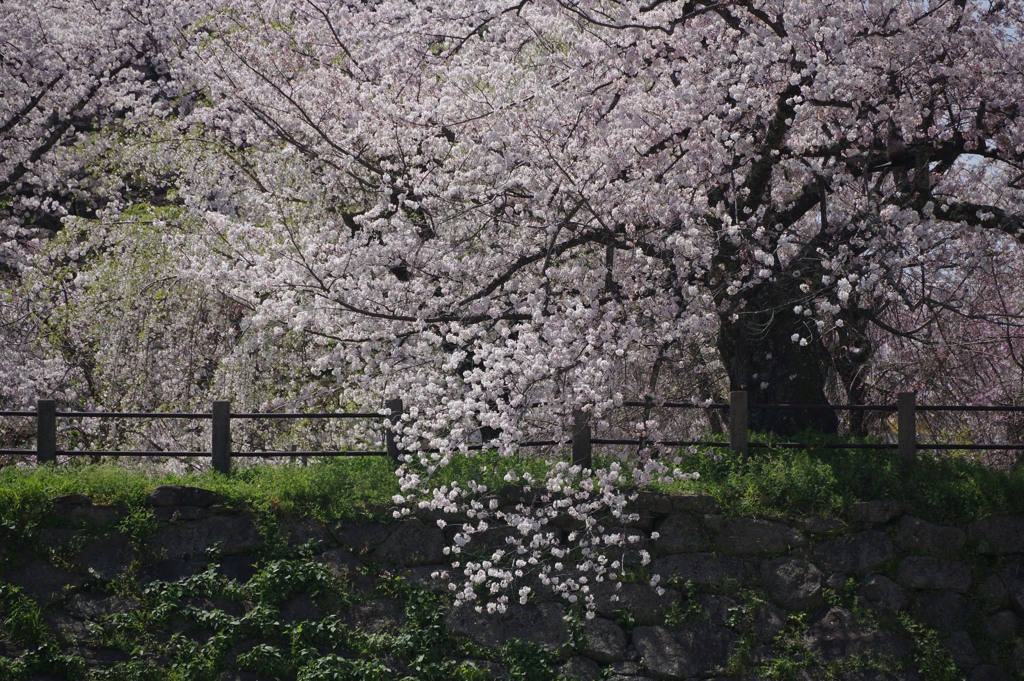 桜と石垣 ①