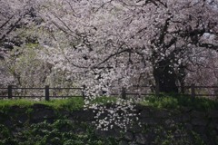 桜と石垣 ①