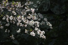 桜と石垣 ③