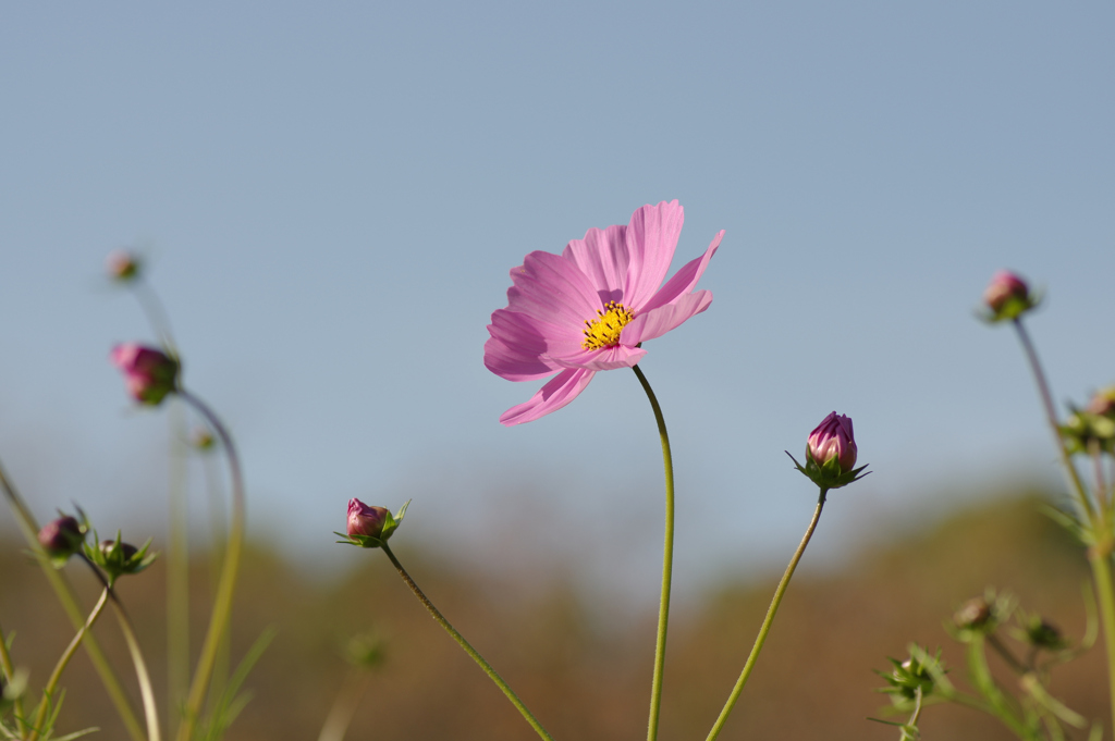 秋桜