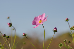 秋桜