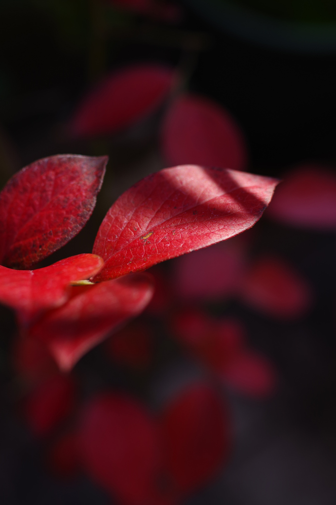 真紅