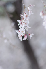 しだれ桜