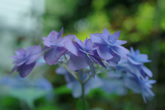 深山八重紫