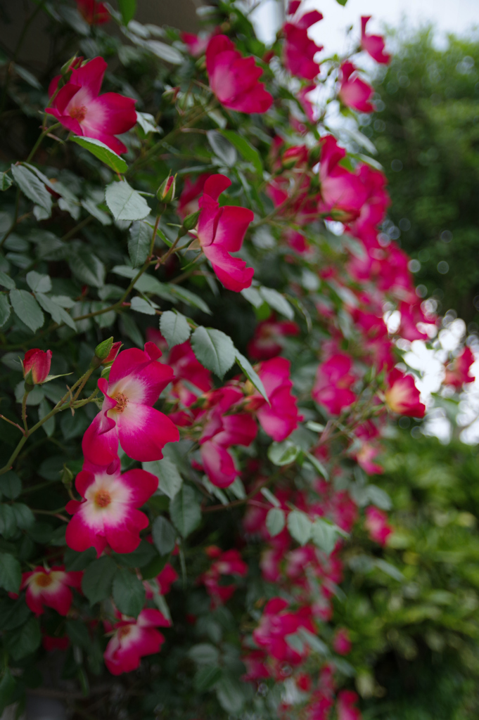 つる薔薇