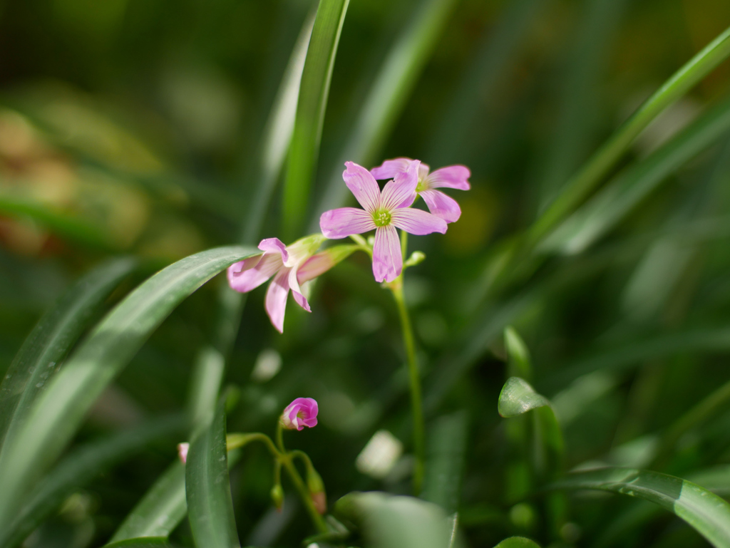 冬に咲いたカタバミの花