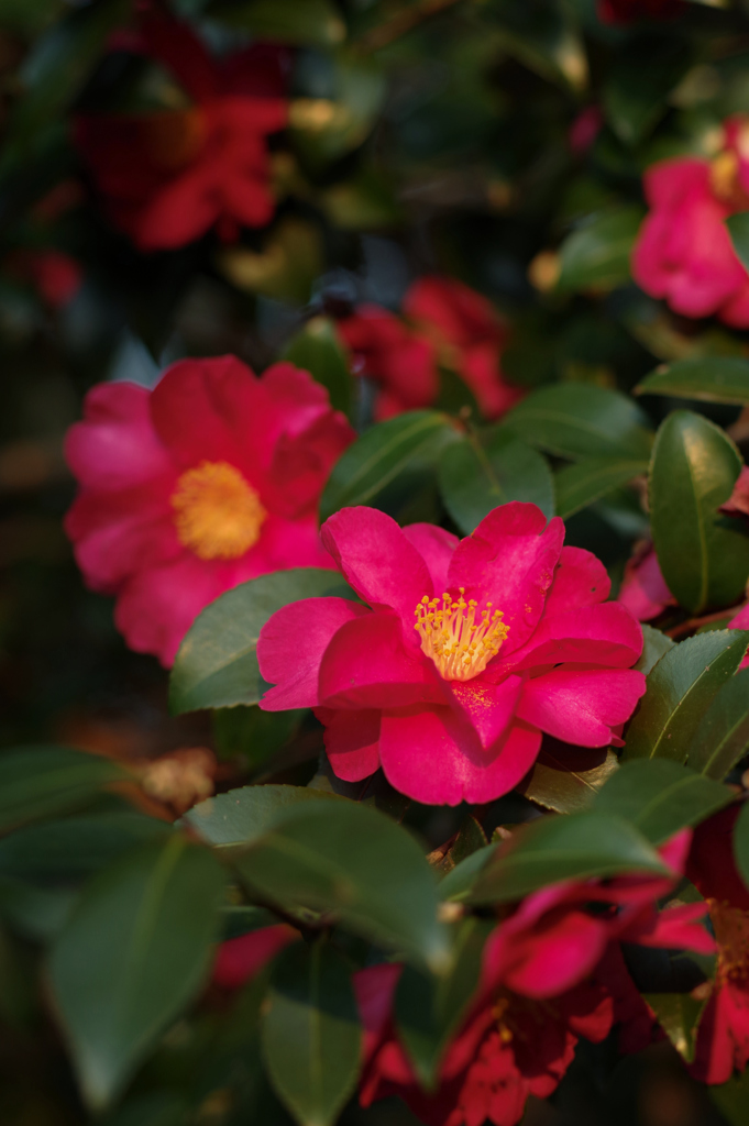 山茶花