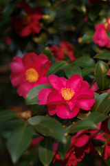 山茶花