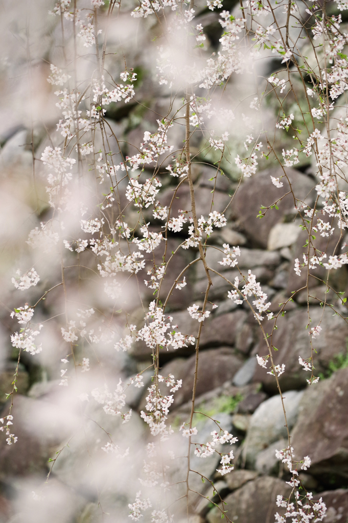 枝垂桜と石垣