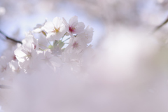sakura