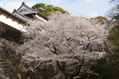 多門櫓と桜
