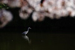 桜の下で