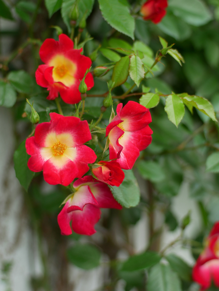 つる薔薇