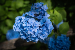紫陽花
