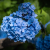 紫陽花