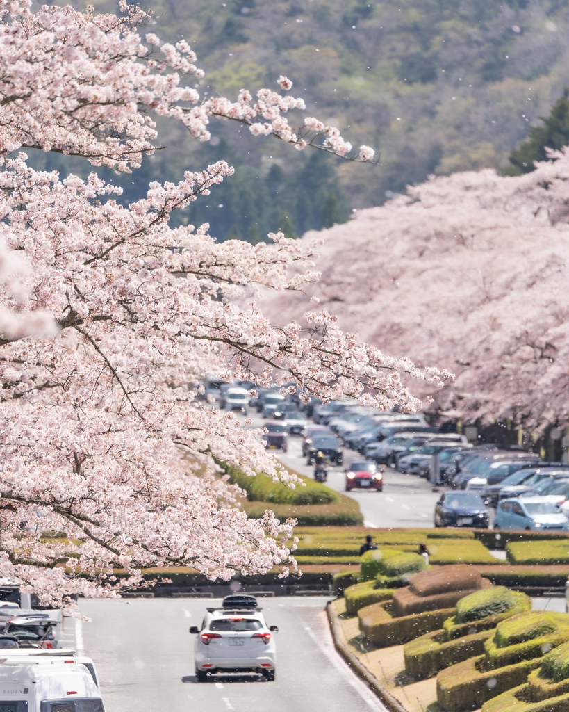 桜