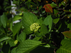 紫陽花の季節までもう少し