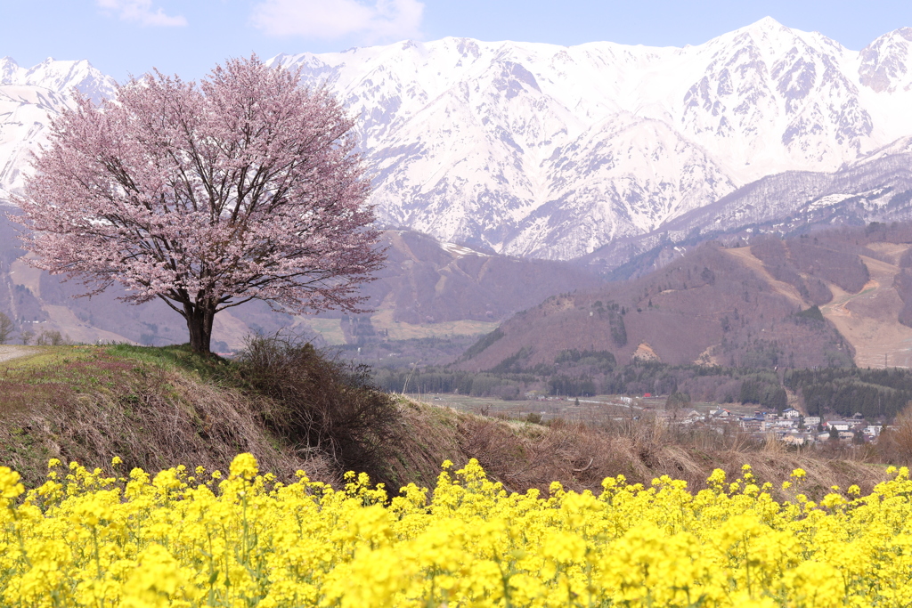 一本桜