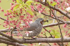 ヒヨドリですと。虫うまいんだってさ。