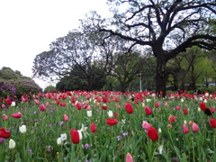 雨上がりの山下公園４月（４）