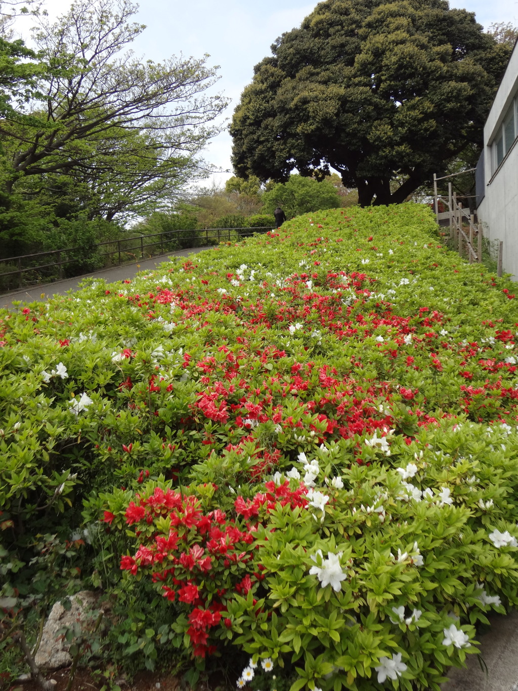 本牧山頂公園のツツジ咲き始め２