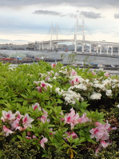 雨上がりの山下公園４月（５）