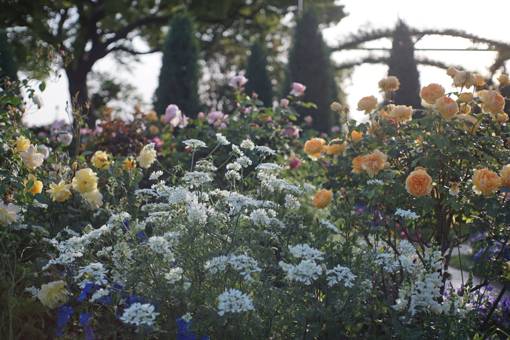 港の見える丘公園の薔薇７