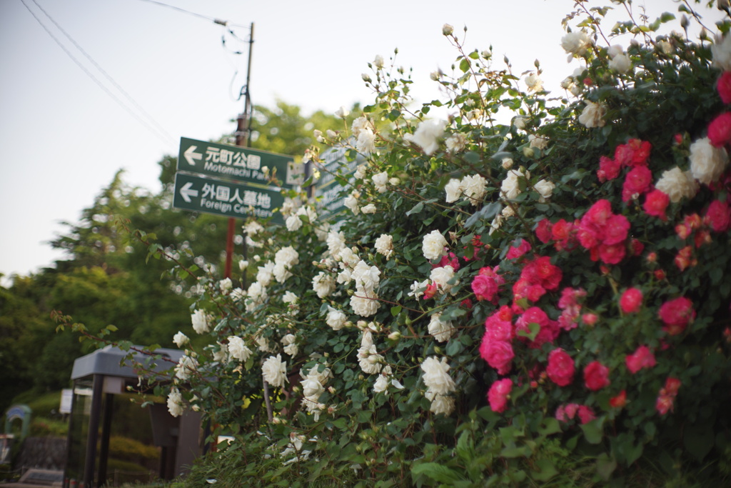 港の見える丘公園の薔薇１