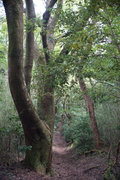 箱根　ハイキング道（至浅間山）