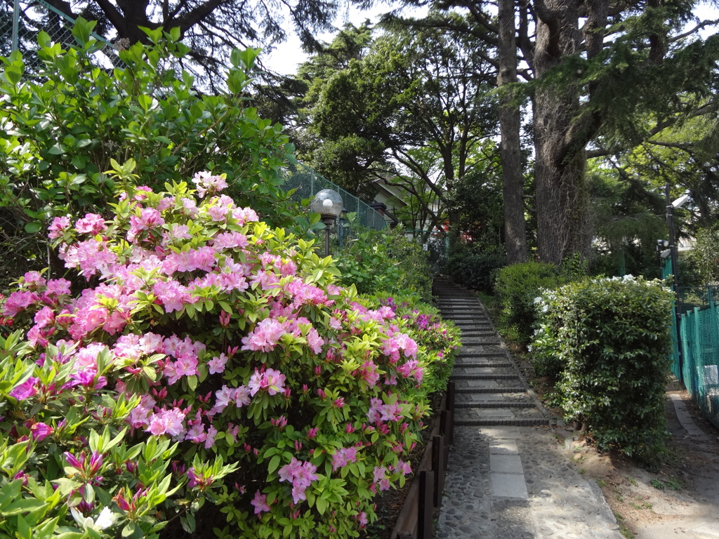 山手公園内テニスクラブの階段