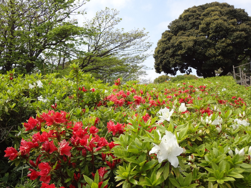 本牧山頂公園のツツジ咲き始め