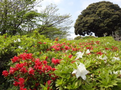 本牧山頂公園のツツジ咲き始め