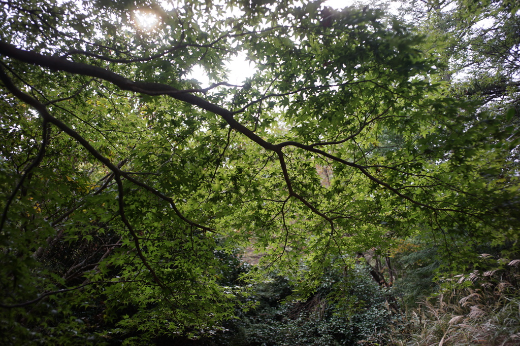 箱根　ハイキング道（至鷹巣山）