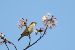 IMG_4902 ニュウナイスズメ