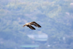 IMG_5521 アカアシカツオドリ