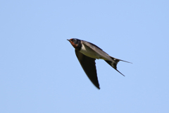 IMG_1490 ツバメ