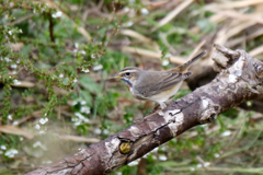 IMG_3884 オガワコマドリ