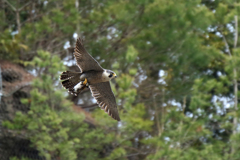 IMG_5607 ハヤブサ