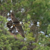 IMG_5607 ハヤブサ