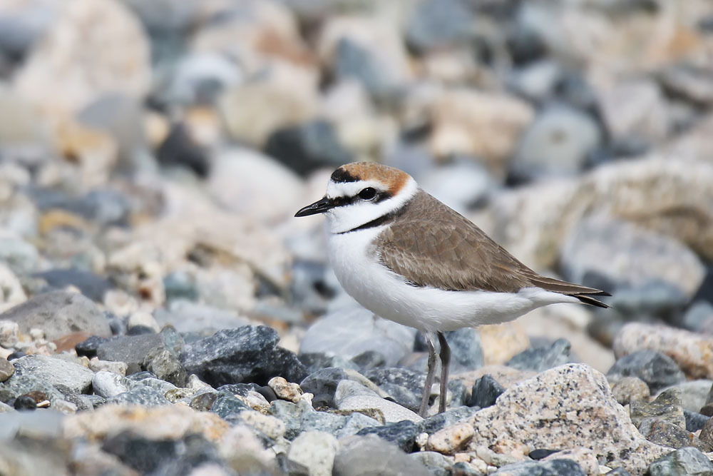 IMG_6356 シロチドリ