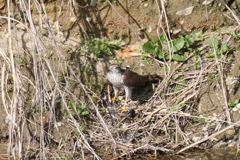 IMG_4446 ハイタカ