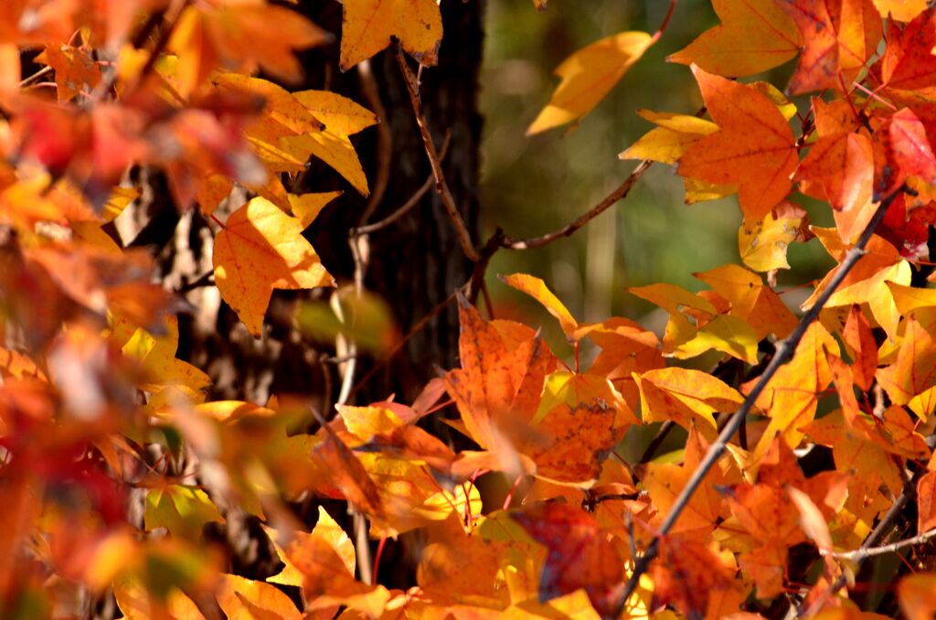 ヒコ撮り場の紅葉　その二