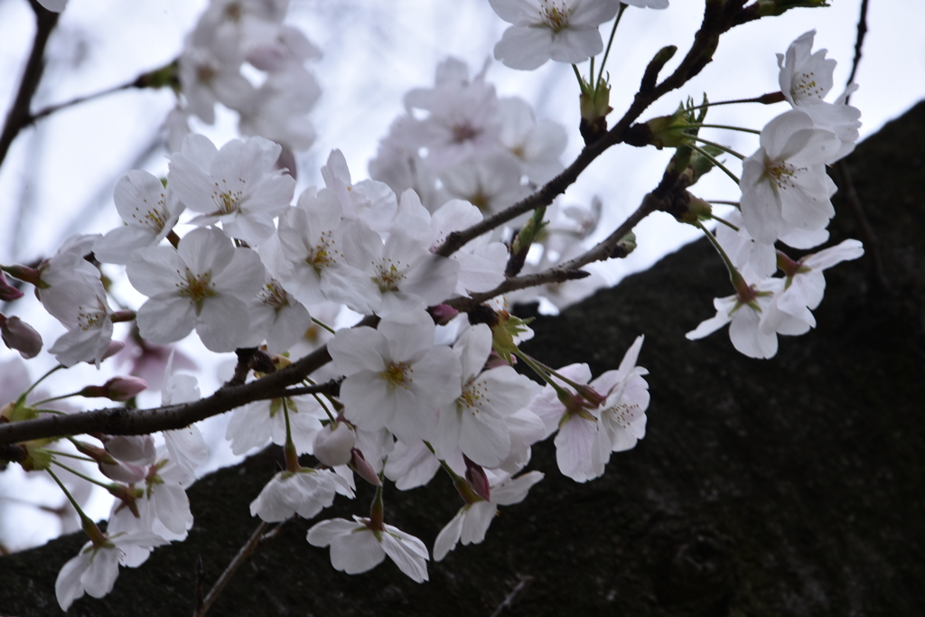 桜　2024　その三