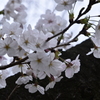 桜　2024　その三