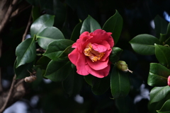 「人生模様」その五　「秘める」