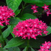 忘れな草　129       「紫陽花」2020